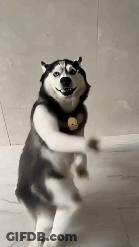 Husky Dog Standing On Hind Legs GIF