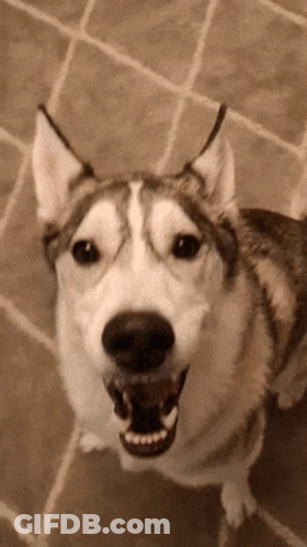 Husky Dog Standing With Mouth Open GIF