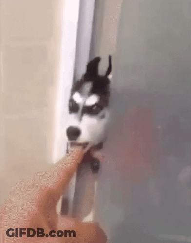 Husky Dog Sticking Head Out Door GIF