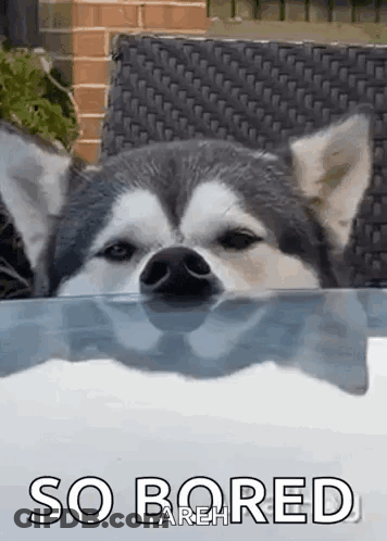 Husky Dog Sticking Head Out Window GIF