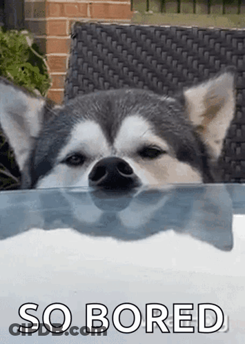 Husky Dog Sticking Head Over Glass Table GIF