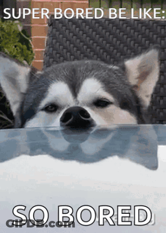 Husky Dog Super Bored Be Like GIF