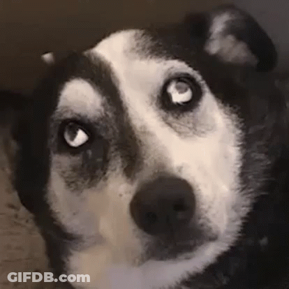 Husky Dog Surprised Close Up GIF