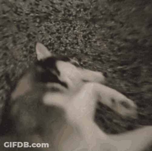 Husky Dog Surprised Question Mark GIF