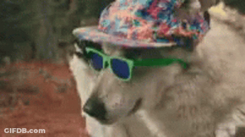 Husky Dog Wearing Hat And Sunglasses GIF