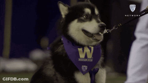 Husky Dog Wearing Purple Bandana GIF
