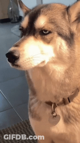 Husky Dog With Sally Tag GIF