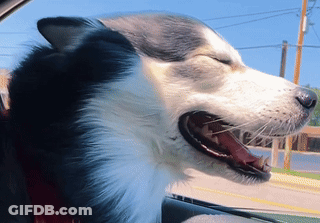 Husky Dog Yawning In Car Back Seat GIF