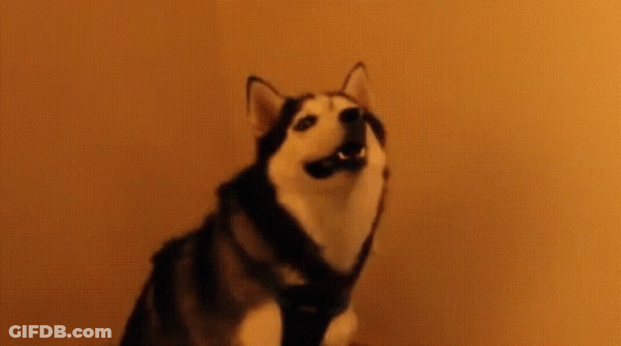 Husky Doggo Wat GIF