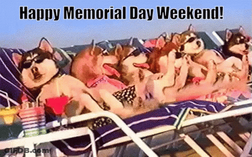 Husky Dogs Laying On Beach Chairs Happy Memorial Day Weekend GIF