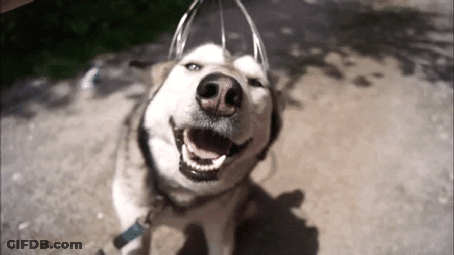 Husky Enjoying A Head Massage GIF