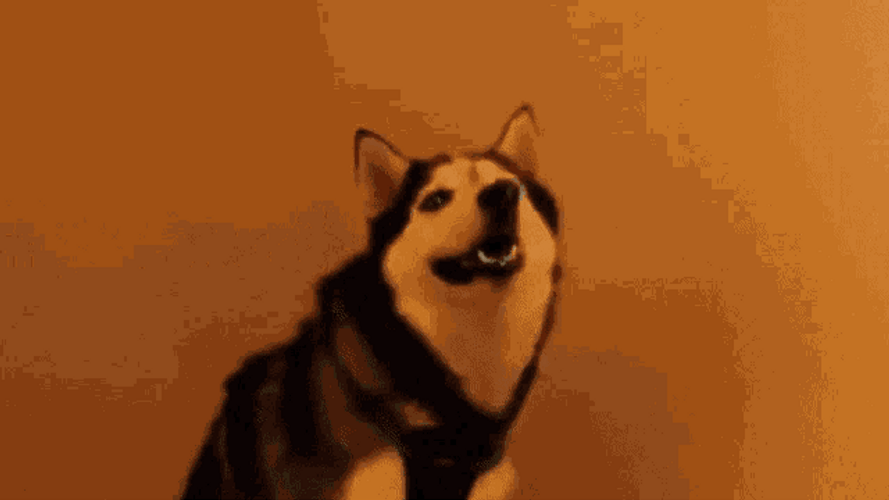 Husky Funny Sneezing GIF