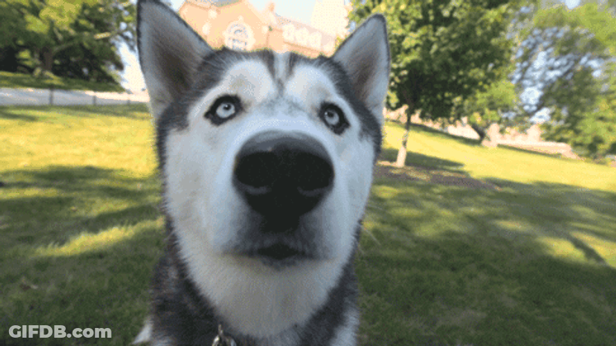 Husky Gazing Curiously At Camera GIF