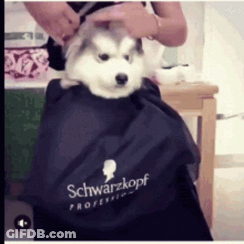 Husky Getting Haircut By Stylist In Schwarzkopf Cape GIF