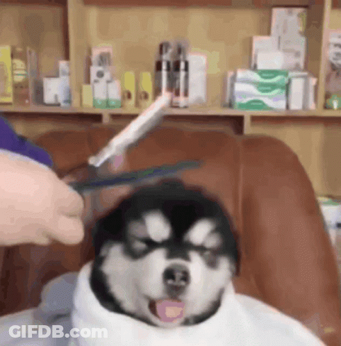 Husky Getting Haircut With Scissors GIF