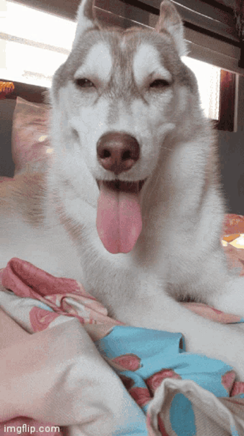 Husky GIF