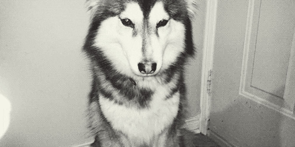 Husky Giving A High Five GIF