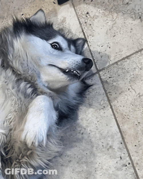 Husky Grinning While Lying Down GIF