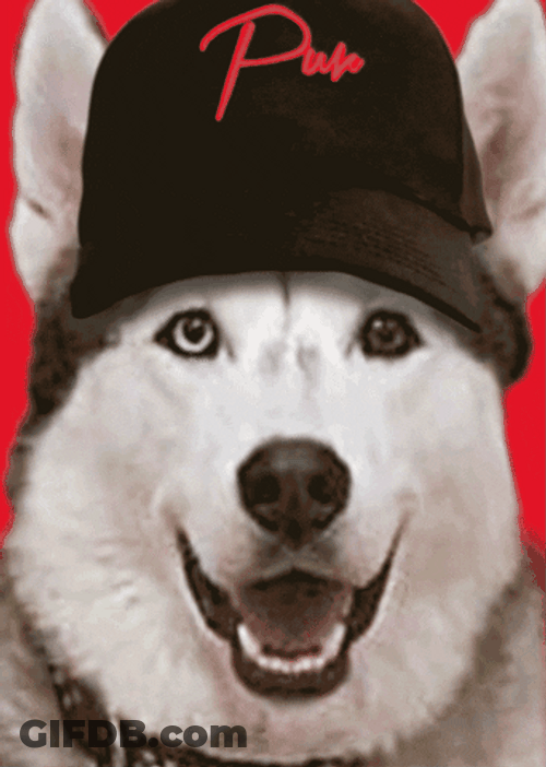 Husky GIF