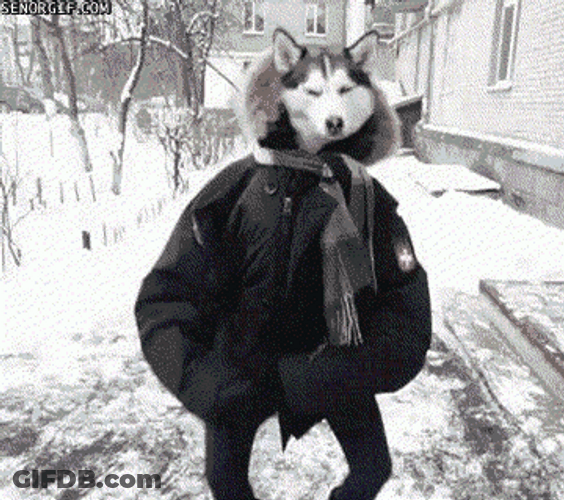 Husky GIF