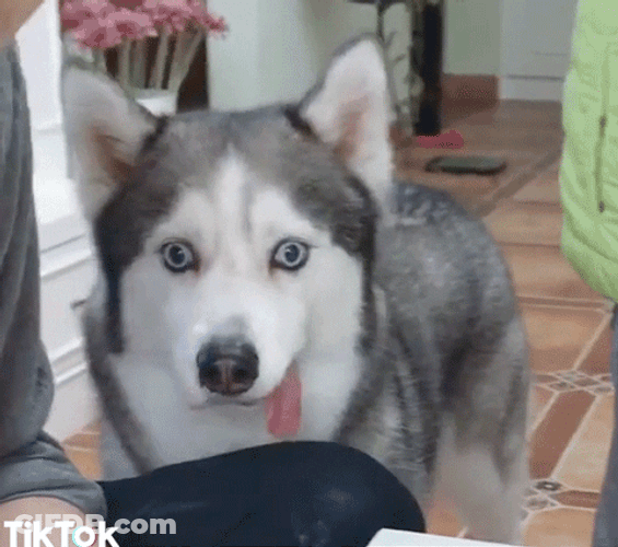 Husky GIF
