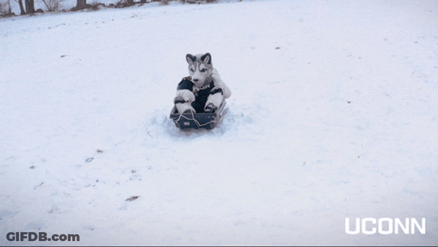 Husky GIF