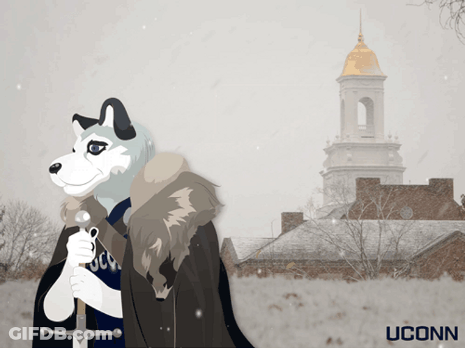 Husky GIF