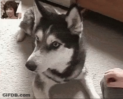 Husky Laying On Floor Looking At Camera GIF