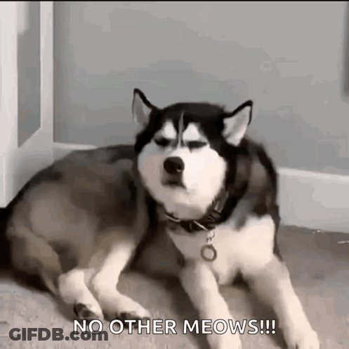 Husky Laying On Floor Looking At Camera Saying No Other Meows GIF
