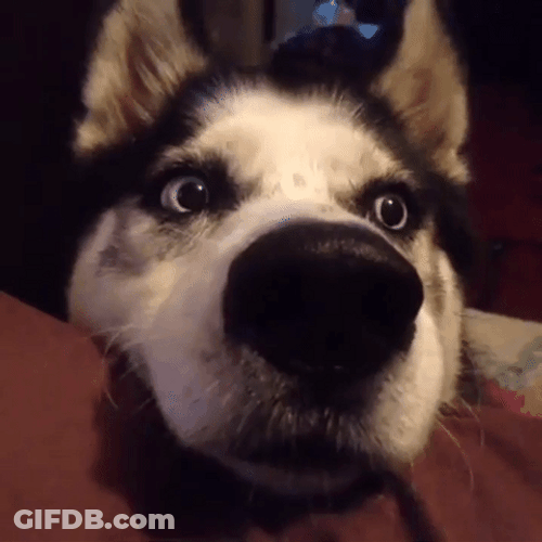 Husky Looking Amused And Attentive GIF