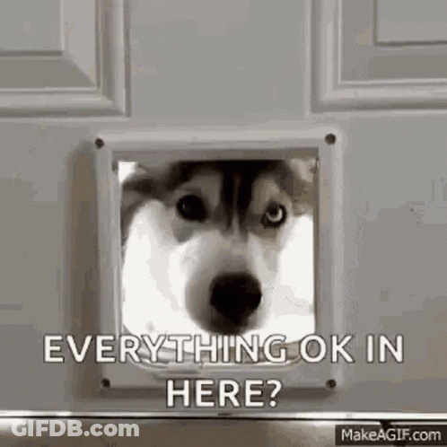 Husky Looking Through Cat Door Saying Everything Ok In Here GIF