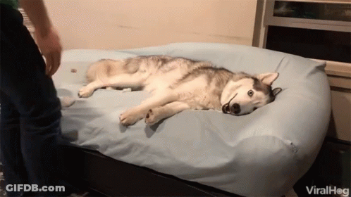 Husky Lying On Bed With Blue Blanket GIF