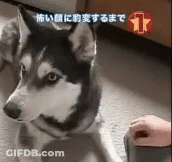 Husky Lying On Floor Looking At Camera GIF