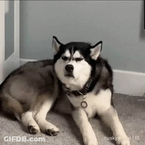 Husky Lying On Floor Looking GIF