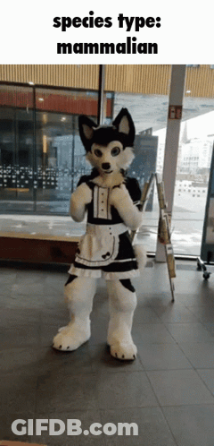 Husky Mascot Dressed As Maid GIF