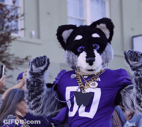 Husky Mascot In Purple Shirt With Number 50 GIF