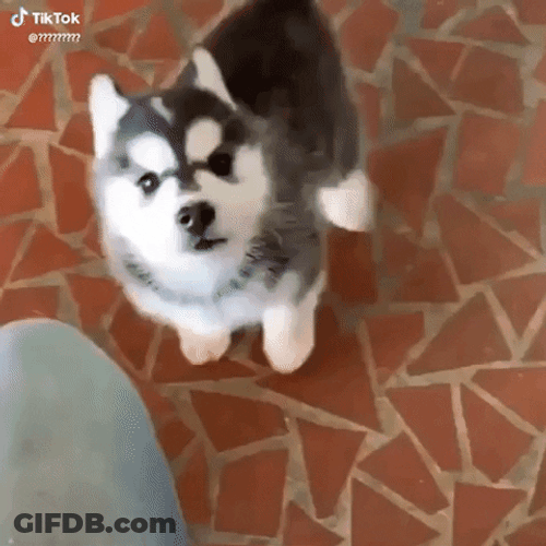 Husky GIF