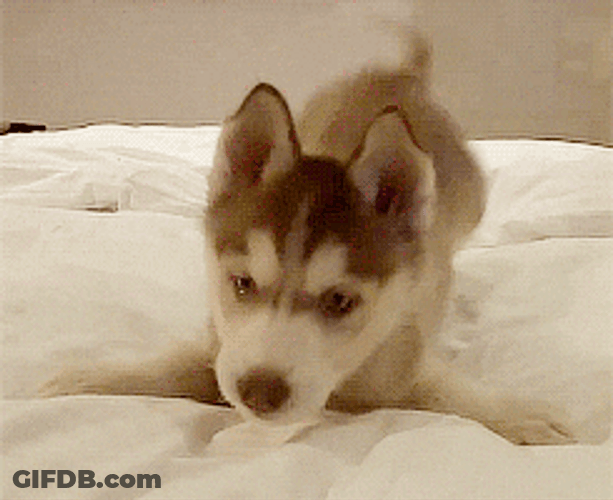 Husky Pup Playful Bedtime Pounce GIF