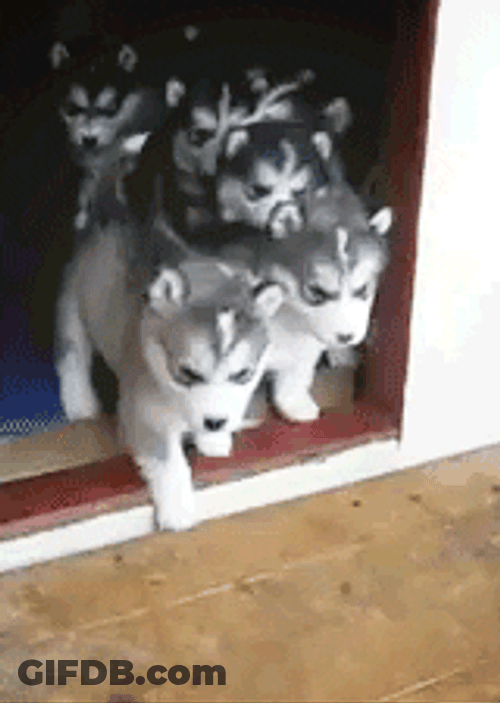 Husky Puppies Adorable Group Exploration GIF