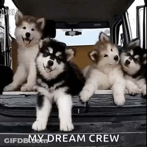 Husky Puppies Sitting In Back Of Truck GIF