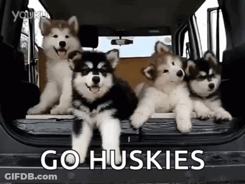 Husky Puppies Standing In Back Of Car GIF