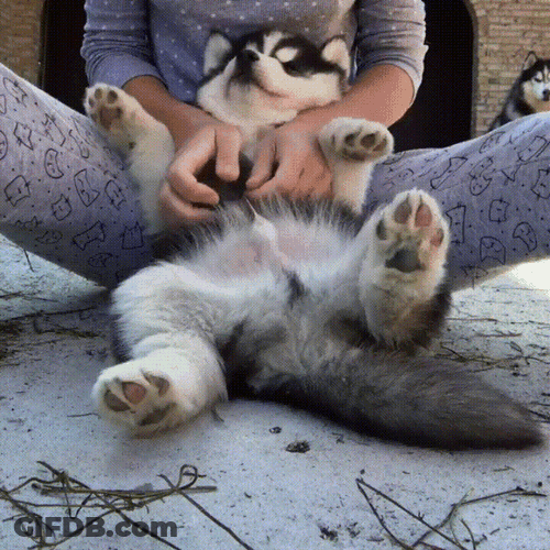 Husky Puppy Belly Rub Bliss GIF