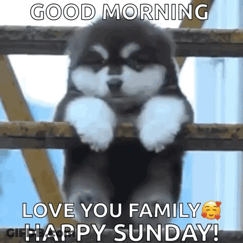 Husky Puppy Good Morning Love You Family Happy Sunday GIF