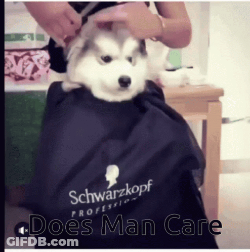 Husky Puppy Groomed By Woman In Schwarzkopf Cape GIF