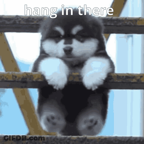 Husky Puppy Hanging Over Fence Hang In There GIF