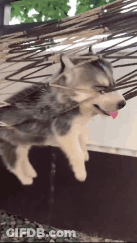 Husky Puppy Hanging Upside Down In Hammock With Tongue Out GIF