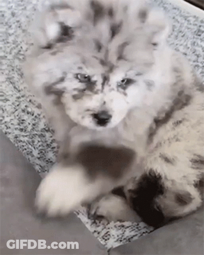 Husky Puppy Lying Down Looking At Camera GIF