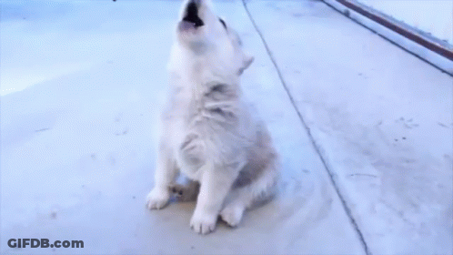 Husky Puppy Sitting GIF
