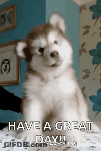 Husky Puppy Sitting On Bed Saying Have A Great Day Glenn Have Fun GIF