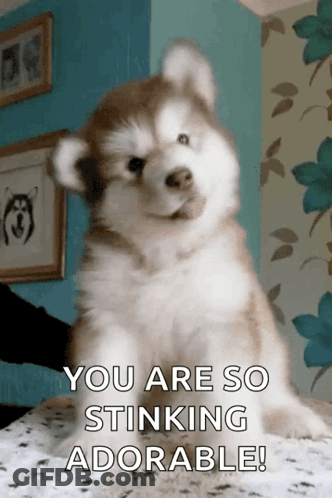 Husky Puppy Sitting You Are So Stinking Adorable GIF